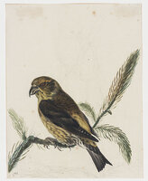 KT 2009 028-026
          <br/>
          Een kruisbek
          <br/>
          <em>Trigt, Stephanus Hendrik Willem van (1790-1840)</em>